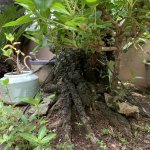 IMG_3021.jpeg
