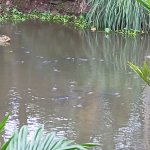 IMG20250706061153.jpg