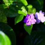 IMG_5973.jpeg