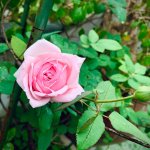 6857A711-4B7C-4EB2-A5D0-639A65430F00.jpeg