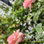 z6822346789175_0bb65f920b0dd8bb5f5198f447d6a533.jpg