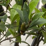 IMG_1929.jpeg