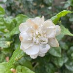 IMG_3230.jpeg
