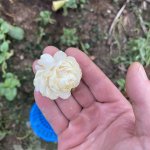 IMG_3710.jpeg