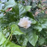 IMG_3227.jpeg