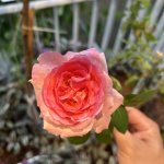 IMG_0865.jpeg