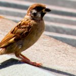 IMG_1988Crop.JPG