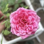 IMG_0873.jpeg