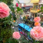 IMG_5246.jpeg