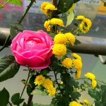 IMG_0507.jpeg