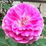 IMG_5740.jpeg