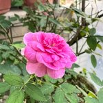 IMG_5739.jpeg