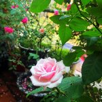 IMG_2712.jpeg