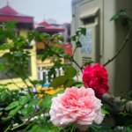 IMG_8437.jpeg