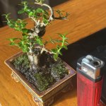 IMG_4223.jpeg