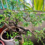 IMG_0719.jpeg