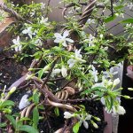 IMG_0716.jpeg