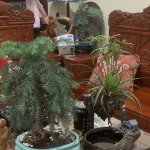 IMG_5376.jpeg