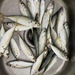 IMG_9567.jpeg