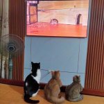 IMG_0251.jpeg