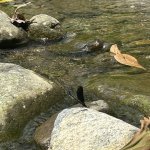 IMG_0911.jpeg