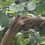IMG_0921.jpeg