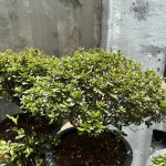 IMG_3153.jpeg