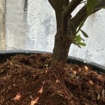 IMG_3154.jpeg