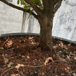 IMG_3155.jpeg