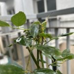 IMG_0935.jpeg
