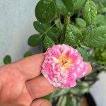 IMG_0880.jpeg
