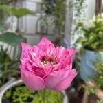 IMG_0993.jpeg