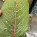 IMG_0995.jpeg