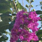 IMG_4300.jpeg