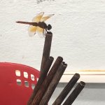 IMG_1925.jpeg