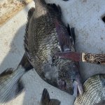 IMG_9454.jpeg