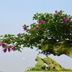 B294E962-4D37-4013-BD28-3A8497A190CF.jpeg