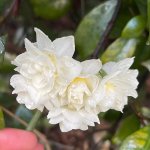 IMG_0345.jpeg
