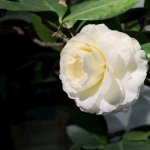 C0523ACC-BAA1-48F3-9F80-AB288FAE44A9.jpeg