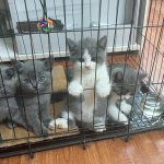 IMG_1235.jpeg