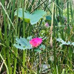 IMG_1291.jpeg