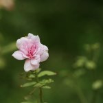 preview_DL11050447.jpg