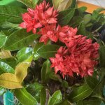 IMG_4318.jpeg