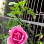 IMG_5345.jpg