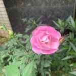 IMG_2692.jpg
