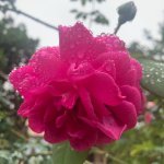 IMG_0738.jpg