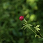 EC63E382-B040-45DC-8054-F2E7E6A28648.jpeg