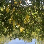 IMG_1313.jpeg