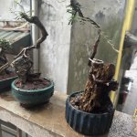 IMG_3576.jpeg