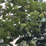 IMG_3571.jpeg